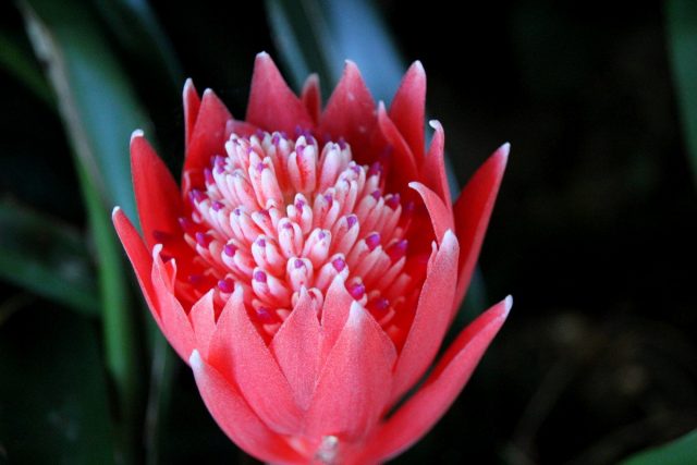 Бильбергия пирамидальная (Billbergia pyramidalis) Бильбергия пирамидальная (Billbergia pyramidalis)