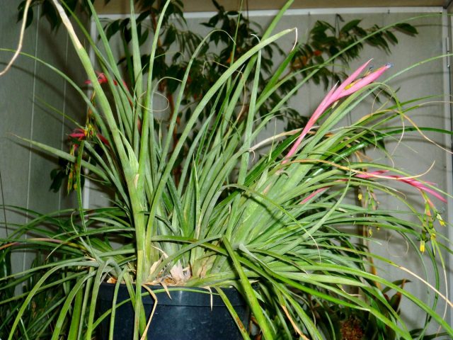 Бильбергия поникающая (Billbergia nutans) Бильбергия поникающая (Billbergia nutans)
