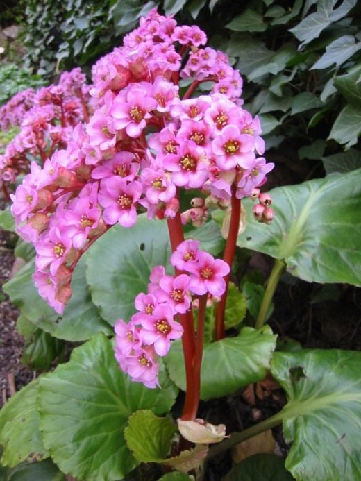 Бадан (Bergenia)
