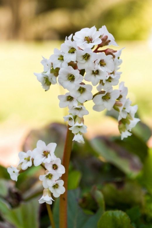 Бадан садовый гибрид Bressingham White (Bergenia Hybride Bressingham White)