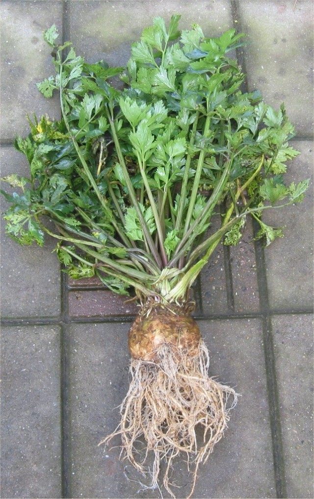 Сельдерей (Apium graveolens) Сельдерей (Apium graveolens)