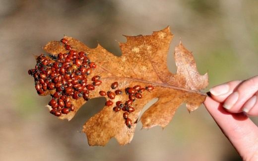 Божьи коровки (Coccinellidae)