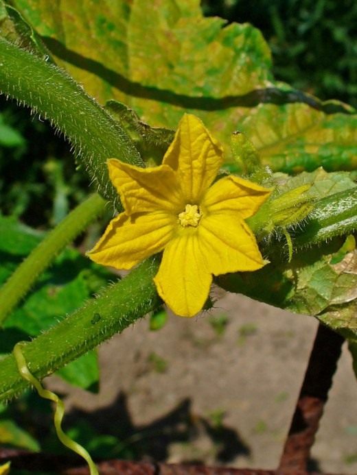 Огурец (Cucumber)