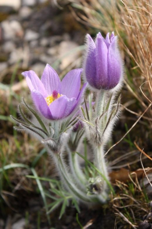 Прострел (Pasque flower) Прострел (Pasque flower)