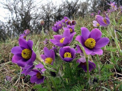 Прострел (Pasque flower)