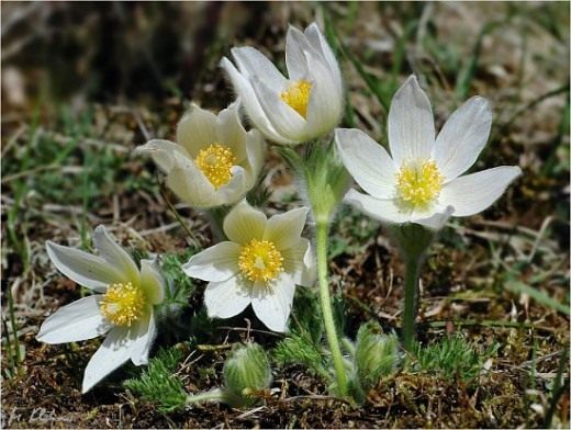 Прострел белый (Pasque flower alba )