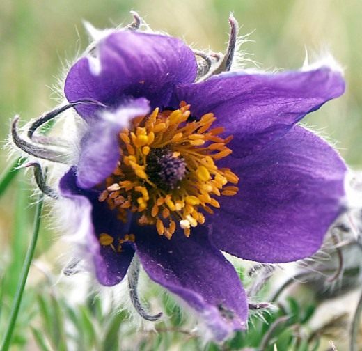 Прострел (Pasque flower) Прострел (Pasque flower)