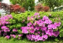 Рододендрон (Rhododendron)