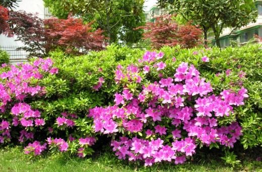 Рододендрон (Rhododendron) Рододендрон (Rhododendron)