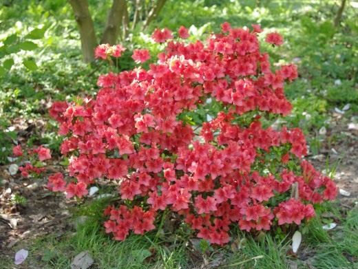 Рододендрон (Rhododendron)
