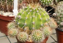 Кактус (Cactaceae)
