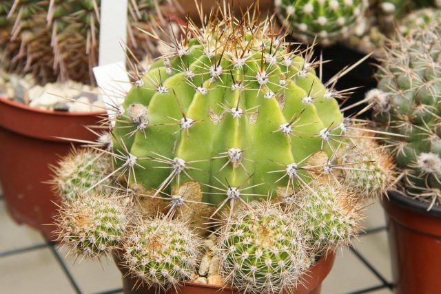 Кактус (Cactaceae)