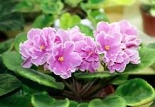 Сенполия (African violet)