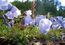 Колокольчик ложечницелистный (Campanula cochleariifolia)