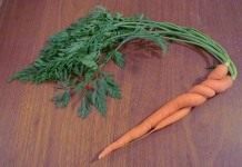 Морковь (Carrots)