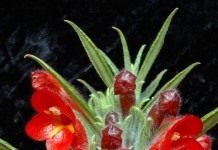 Колумнея (Columnea)