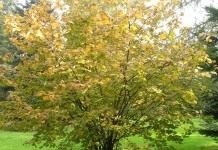 Лещина крупная, или «ломбардский орех» (Corylus maxima), плоды известны под названием фундук.
