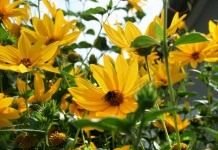 Гелиопсис подсолнечниковидный (Heliopsis helianthoides)