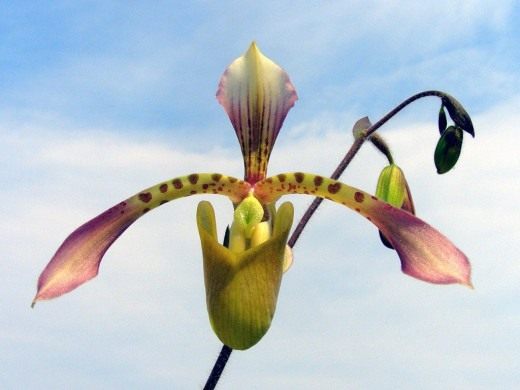 Пафиопедилюм Хейналда (Paphiopedilum haynaldianum)