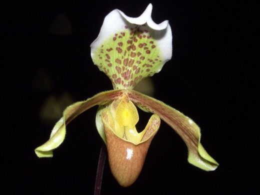 Пафиопедилюм замечательный (Paphiopedilum insigne)