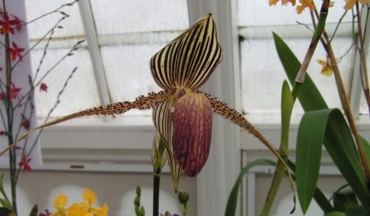 Пафиопедилюм Ротшильда (Paphiopedilum rothschildianum)