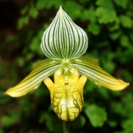 Пафиопедилюм красивый (Paphiopedilum venustum)