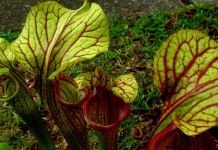 Гибрид Sarracenia oreophila x Sarracenia moorei