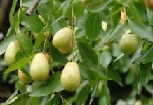 Зизифус, или Ююба — китайский финик