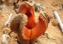Гиднора африканская (Hydnora africana)