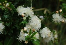 Мирт (Myrtus)