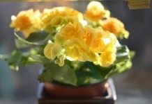 Бегония (Begonia)