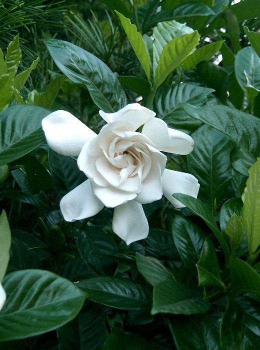 Гардения (Gardenia) Гардения (Gardenia)