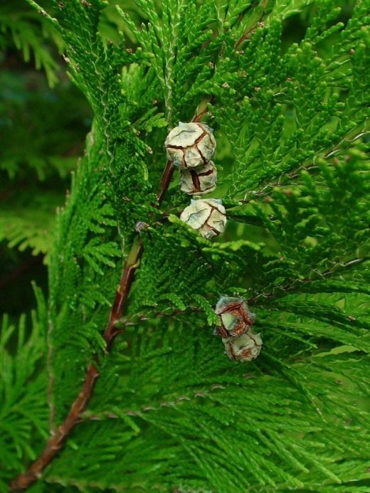 Кипарисовик Лавсона (Lawson's Cypress) Кипарисовик Лавсона (Lawson's Cypress)