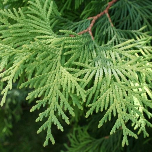 Кипарисовик Лавсона (Lawson's Cypress) Кипарисовик Лавсона (Lawson's Cypress)