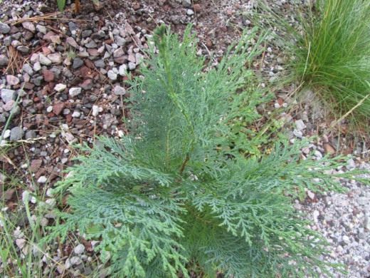 Кипарисовик Лавсона (Lawson's Cypress) Кипарисовик Лавсона (Lawson's Cypress)