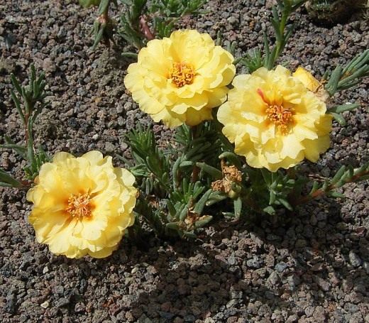 Портулак (Portulaca)