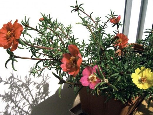 Портулак (Portulaca)