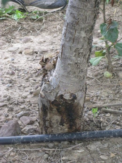 Утолщение ствола (Thickening of the trunk)