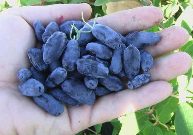 Жимолость (Lonicera) Жимолость (Lonicera)