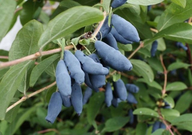 Жимолость (Lonicera) Жимолость (Lonicera)