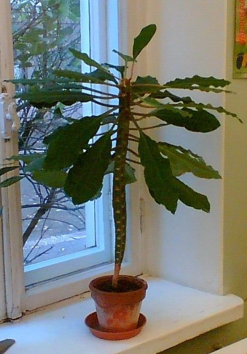 Молочай беложилковый (Euphorbia leuconeura)