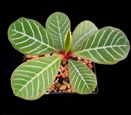 Молочай беложилковый (Euphorbia leuconeura)