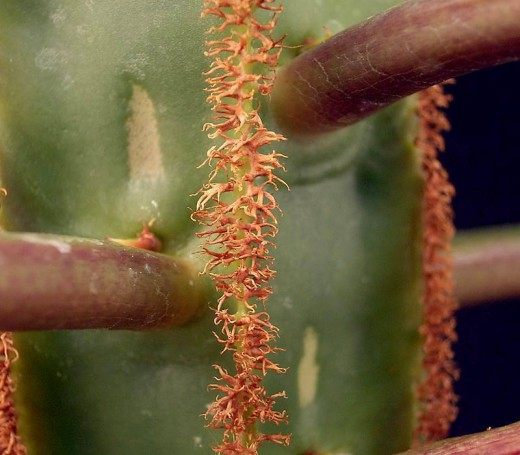 Молочай беложилковый (Euphorbia leuconeura)