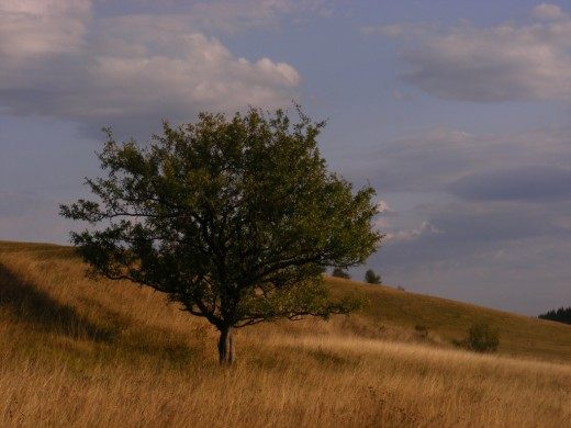Яблоня лесная, или яблоня дикая (European Wild Apple)