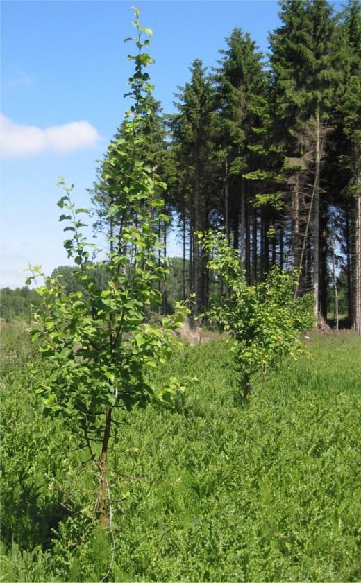 Яблоня лесная, или яблоня дикая (European Wild Apple)