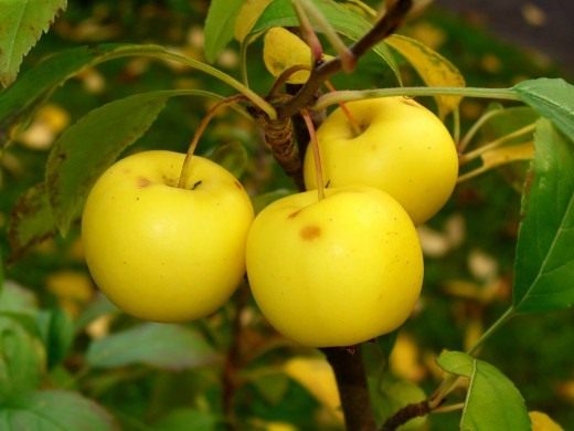 Плоды яблони лесной, или яблони дикой (European Wild Apple, fruits)