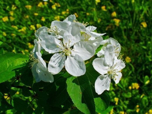 Цветы яблони лесной, или яблони дикой (European Wild Apple, flowers)