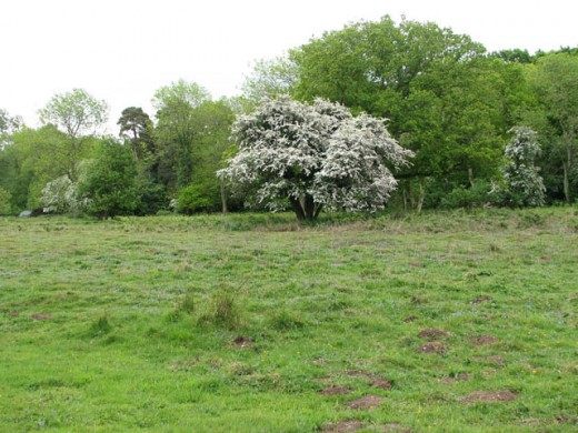 Яблоня лесная, или яблоня дикая (European Wild Apple)