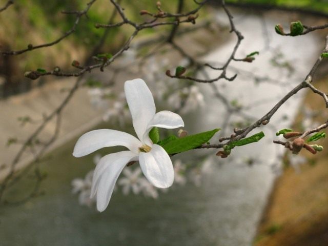 Магнолия кобус (Magnolia kobus) Магнолия кобус (Magnolia kobus)
