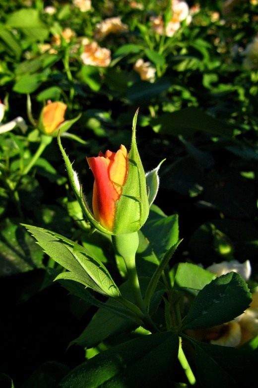 Роза (Rosa)